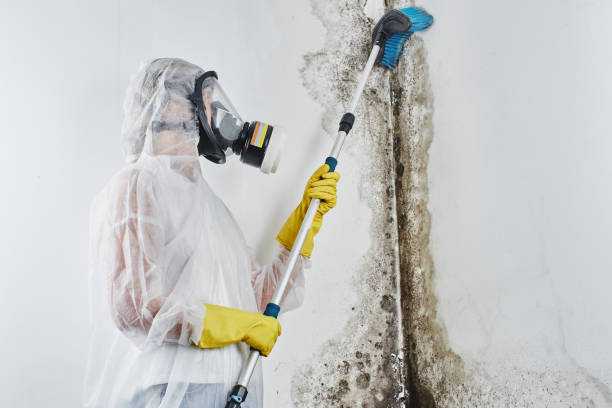 Best Mold Odor Removal Services  in Grants Pass, OR